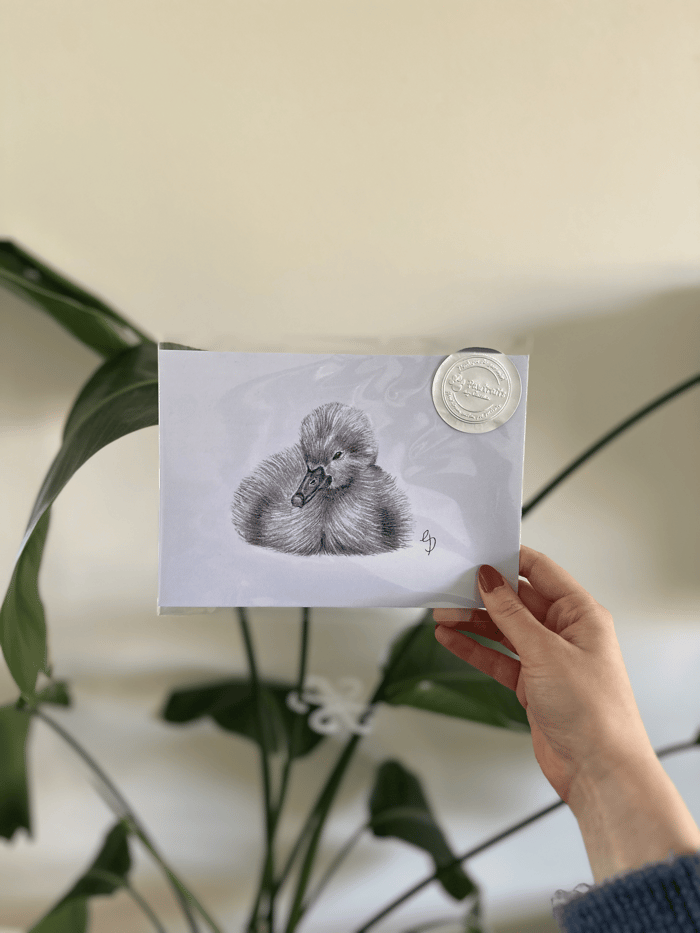 Baby Swan Graphite Print image