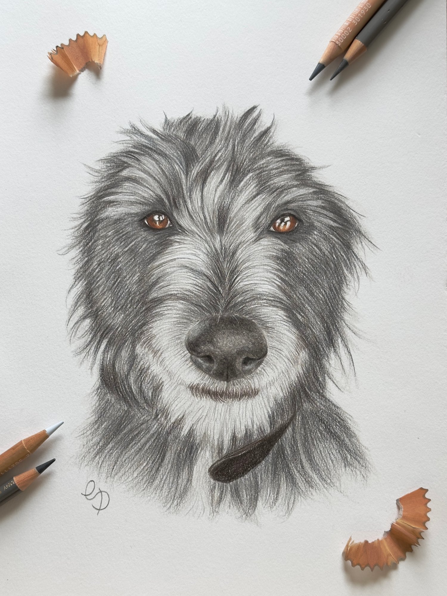 Tess, the deerhound, lurcher, collie cross drawn in colour pencils. 