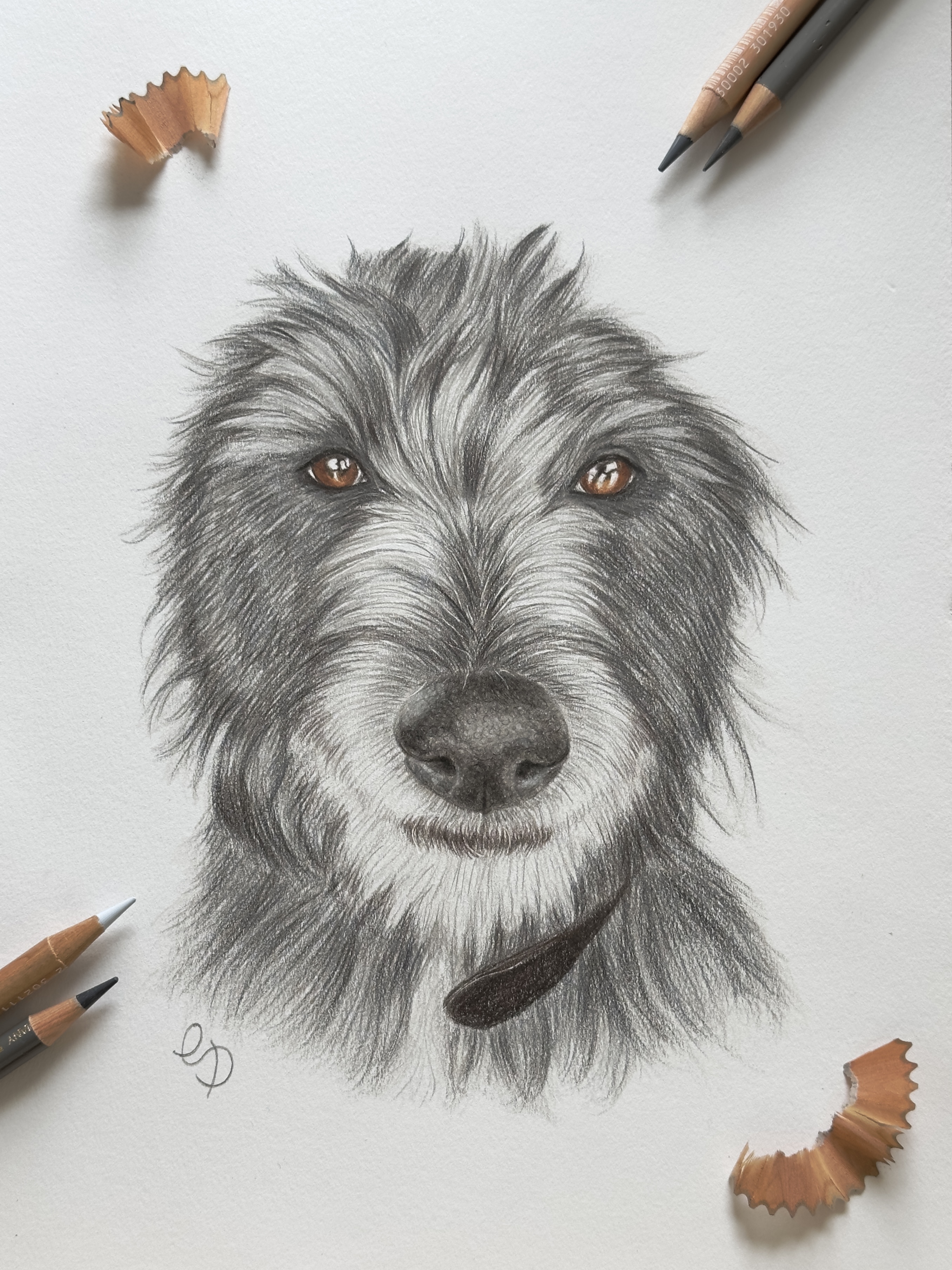 A drawing of a deer hound collie cross.